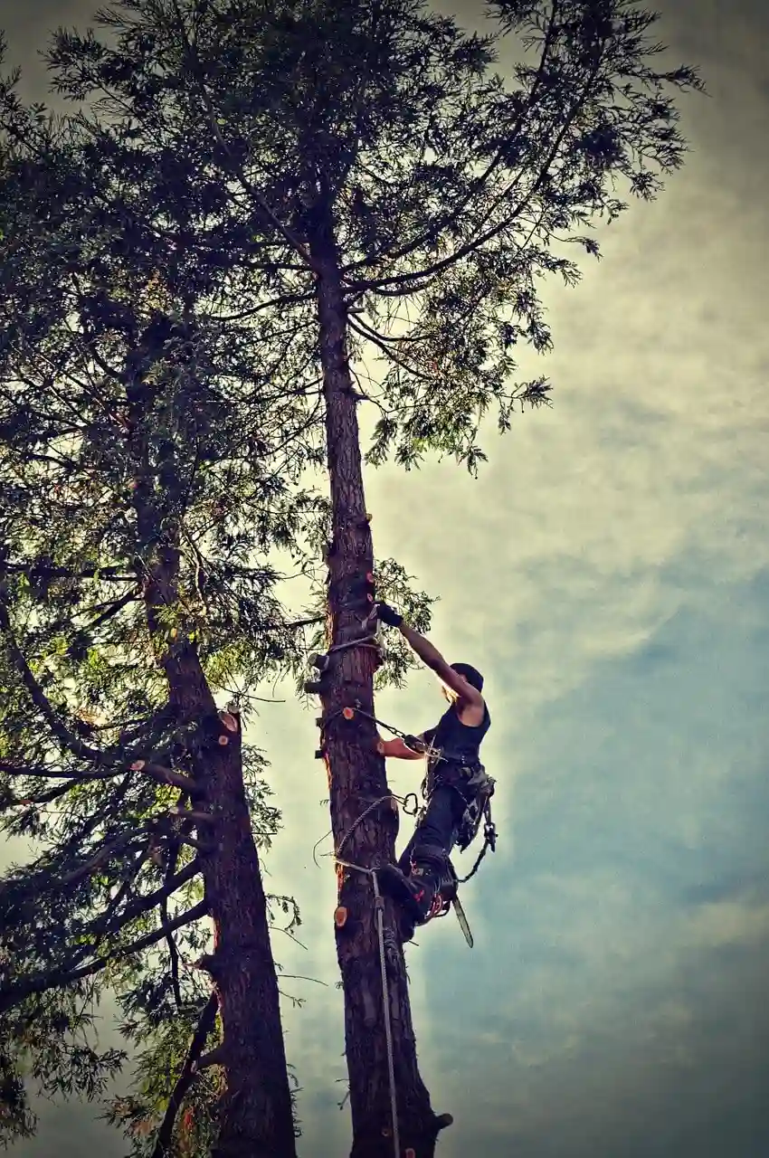 tree-cutting-trimming-removal-2